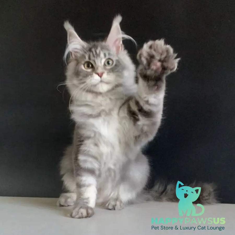 Monaco Maine Coon male blue tabby - live animals