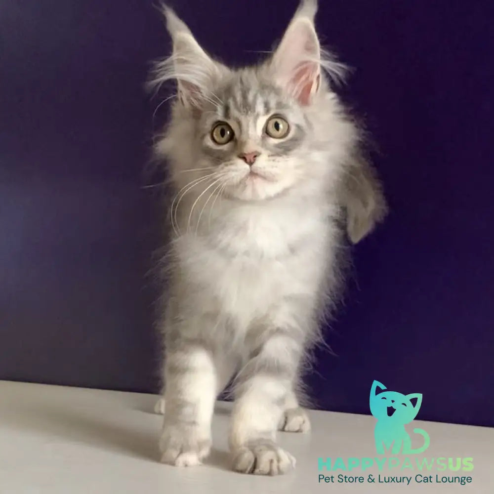Monaco Maine Coon male blue tabby - live animals