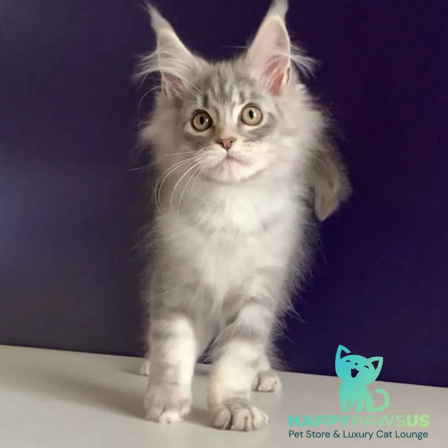 Monaco Maine Coon male blue tabby - live animals