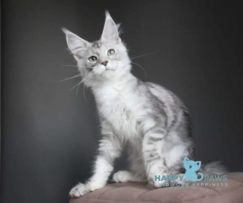 Monarh Maine Coon male black silver tabby live animals