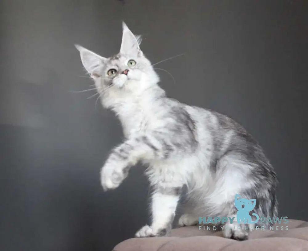 Monarh Maine Coon male black silver tabby live animals