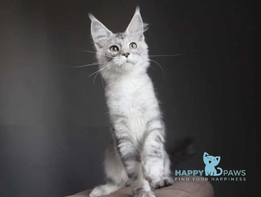Monarh Maine Coon male black silver tabby live animals