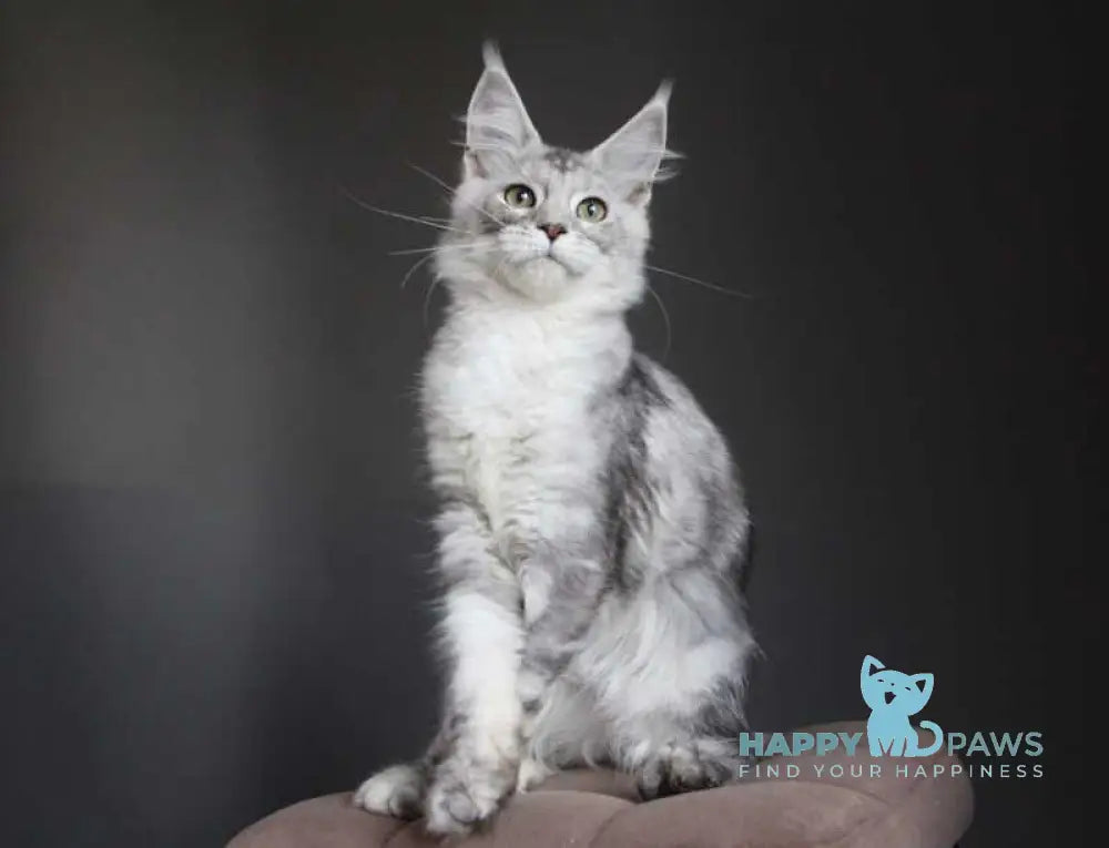 Monarh Maine Coon male black silver tabby live animals