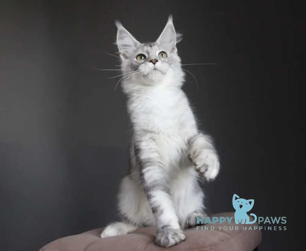 Monarh Maine Coon male black silver tabby live animals