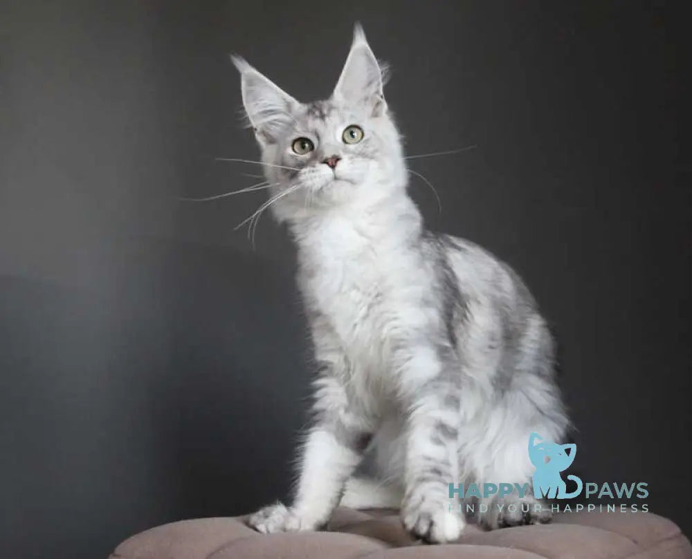 Monarh Maine Coon male black silver tabby live animals