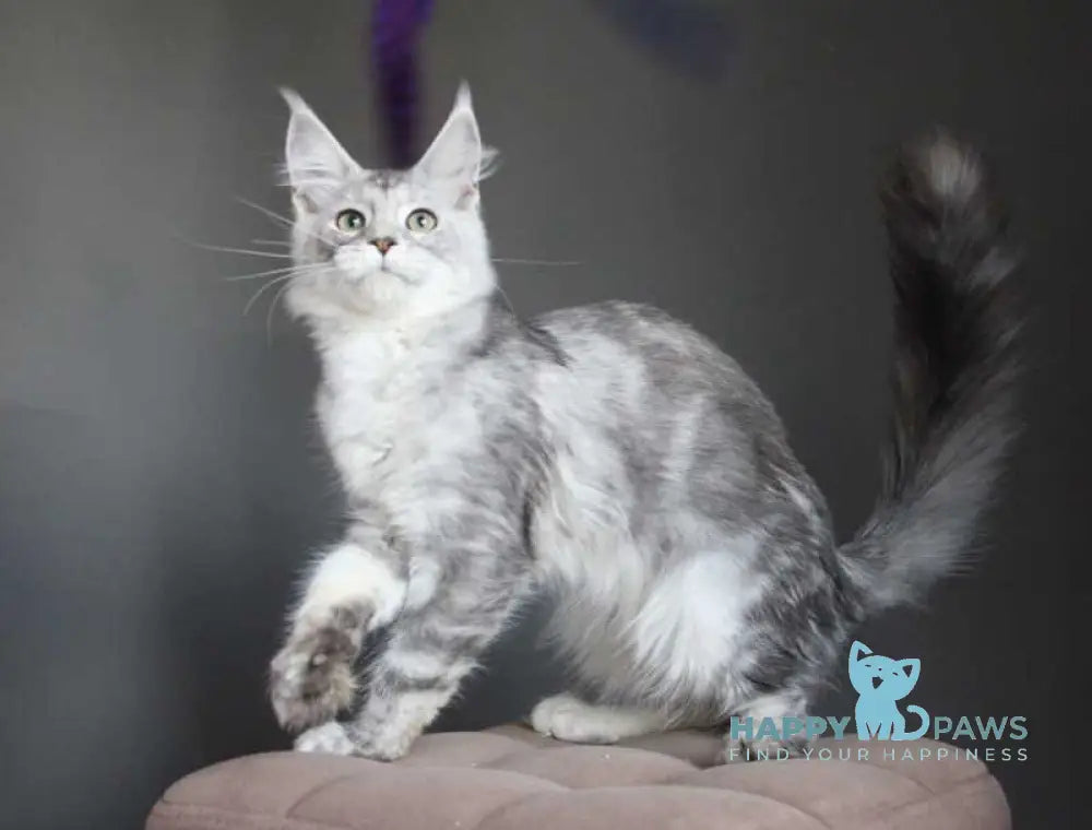 Monarh Maine Coon male black silver tabby live animals