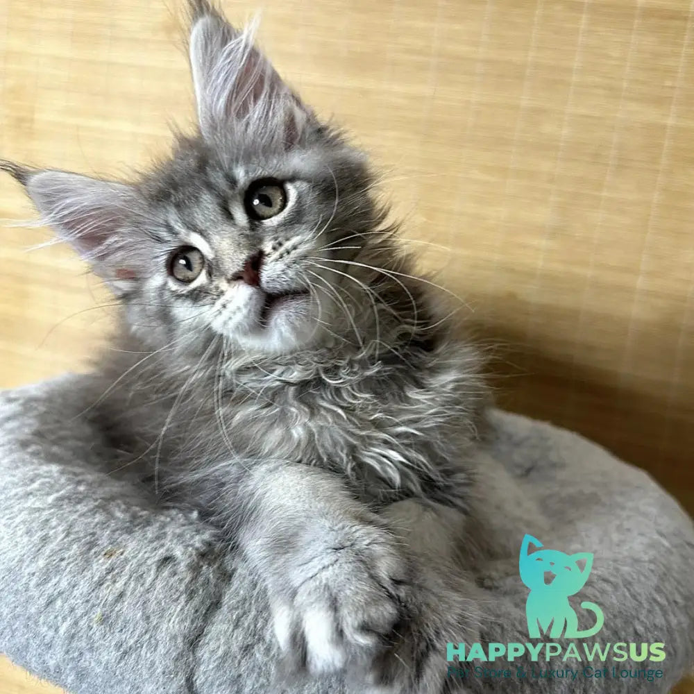 Mone Maine Coon male blue silver ticked tabby - live animals