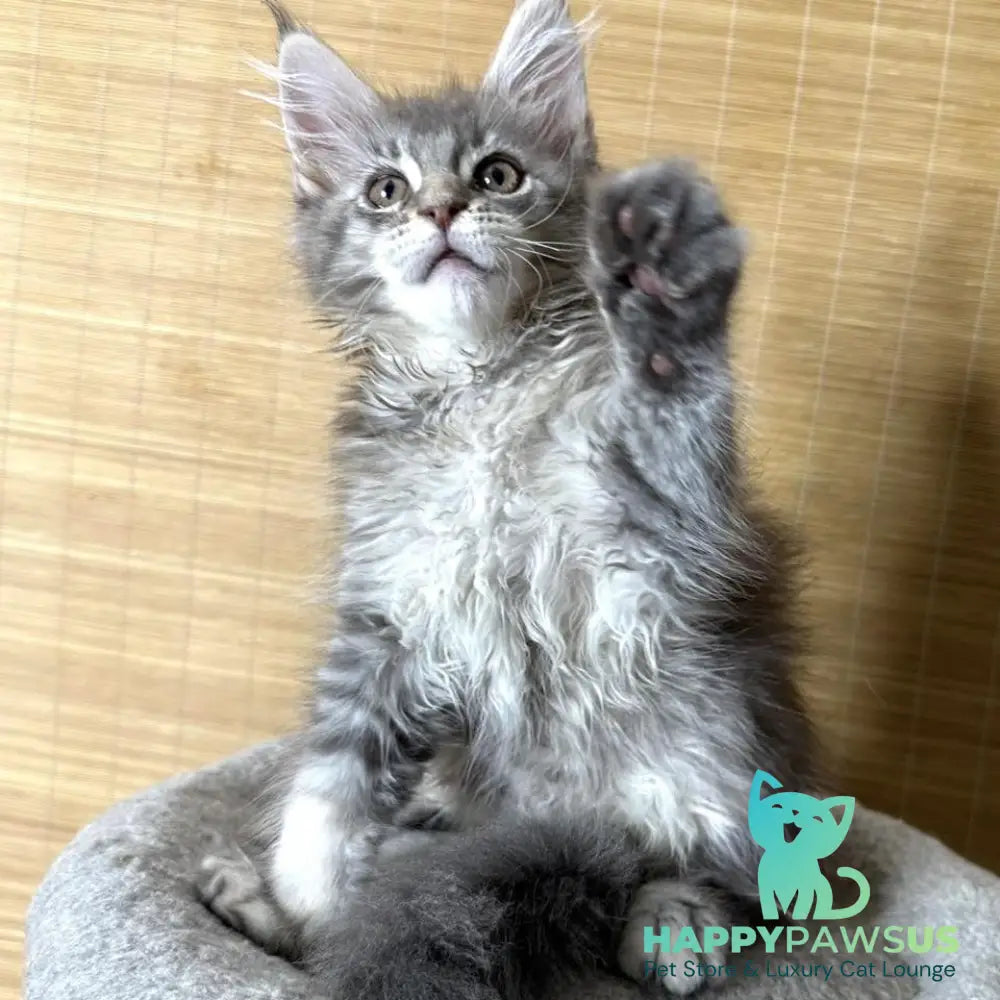 Mone Maine Coon male blue silver ticked tabby - live animals