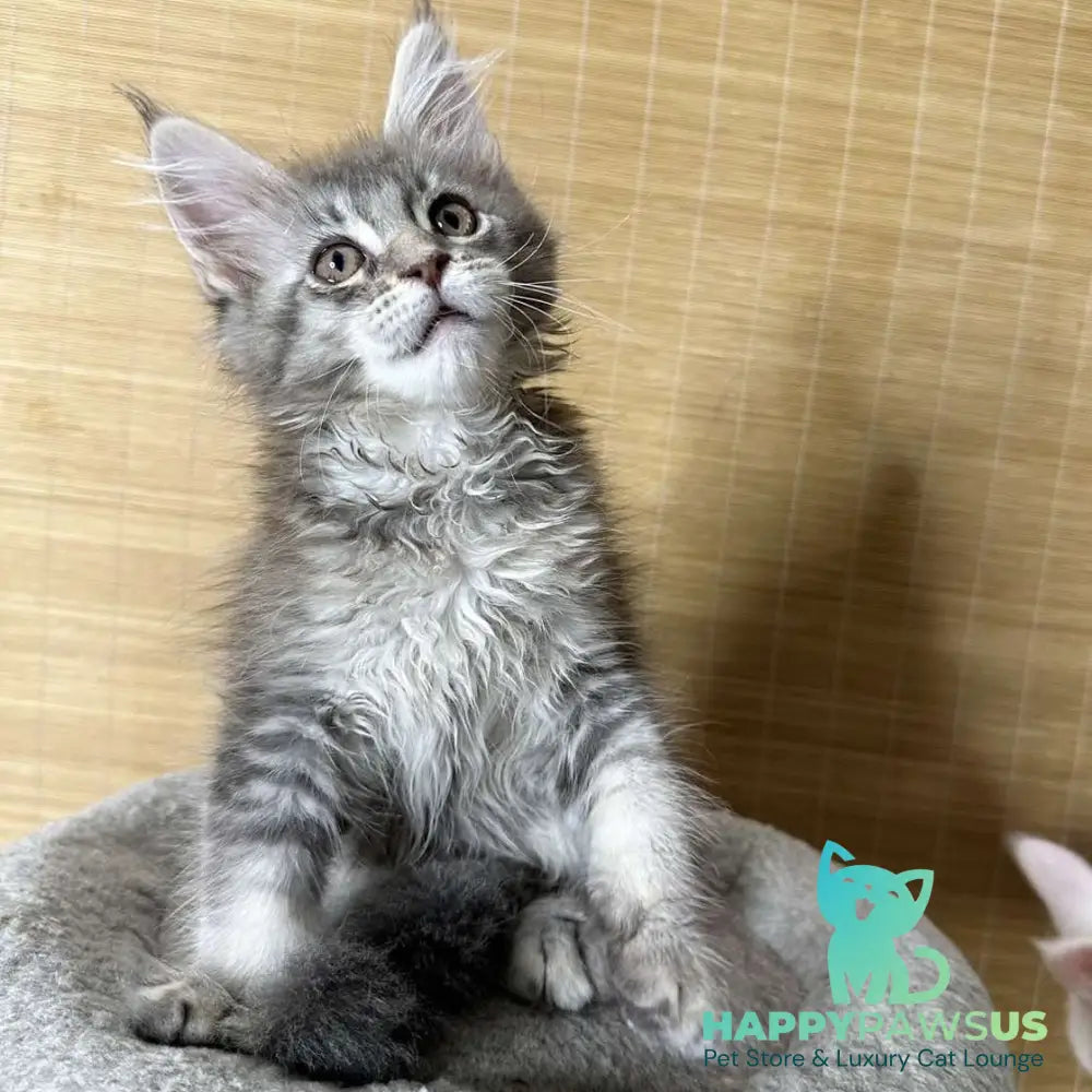 Mone Maine Coon male blue silver ticked tabby - live animals