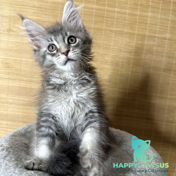 Mone Maine Coon male blue silver ticked tabby - live animals