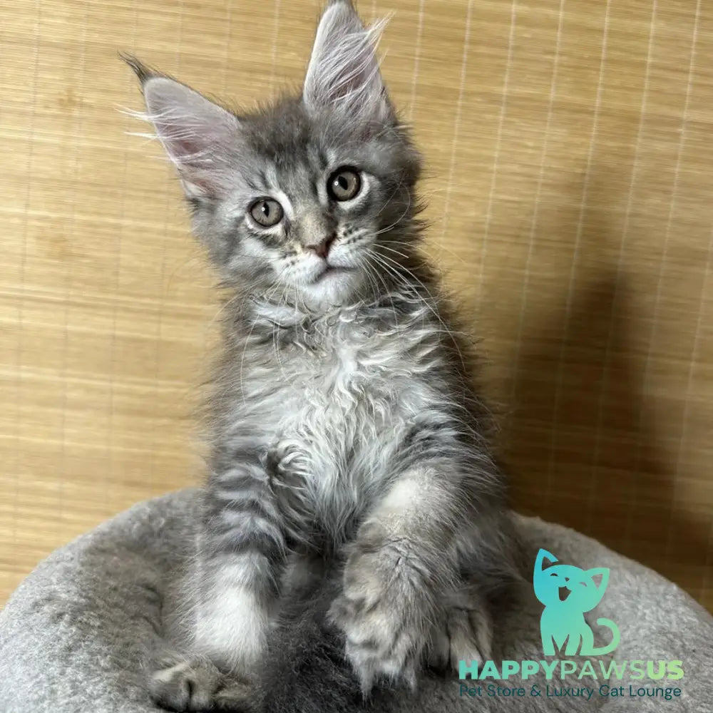 Mone Maine Coon male blue silver ticked tabby - live animals