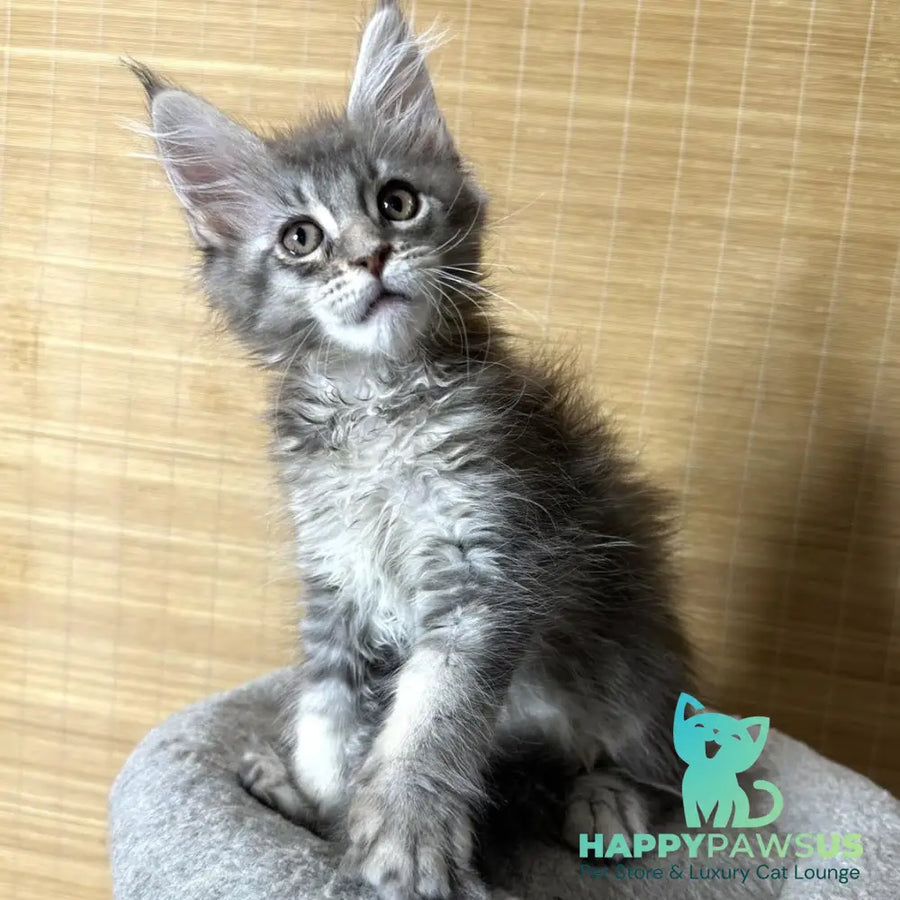 Mone Maine Coon male blue silver ticked tabby - live animals