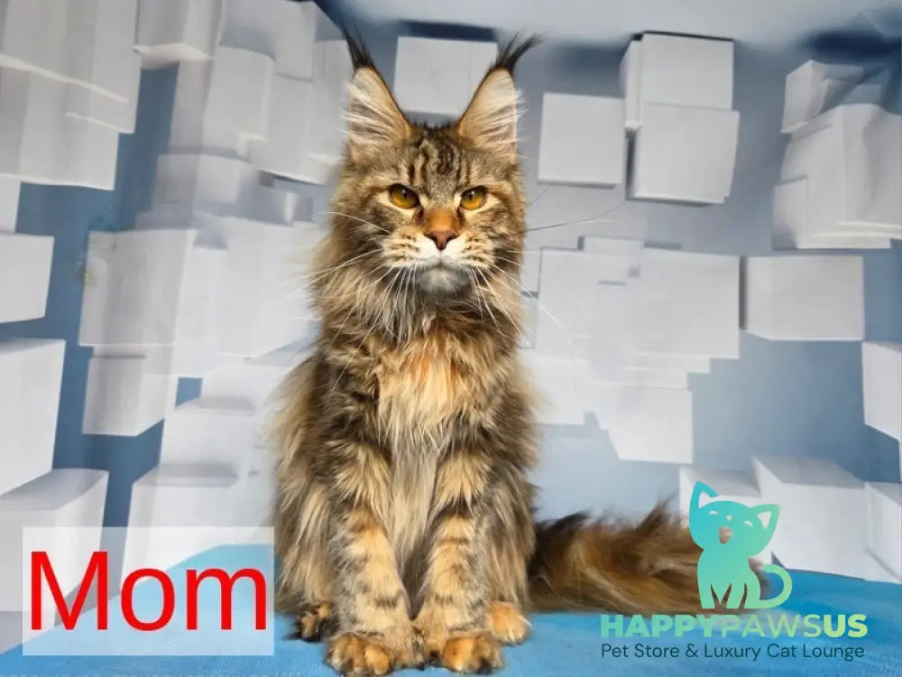 Mongolia Maine Coon female black tortie ticked tabby live animals