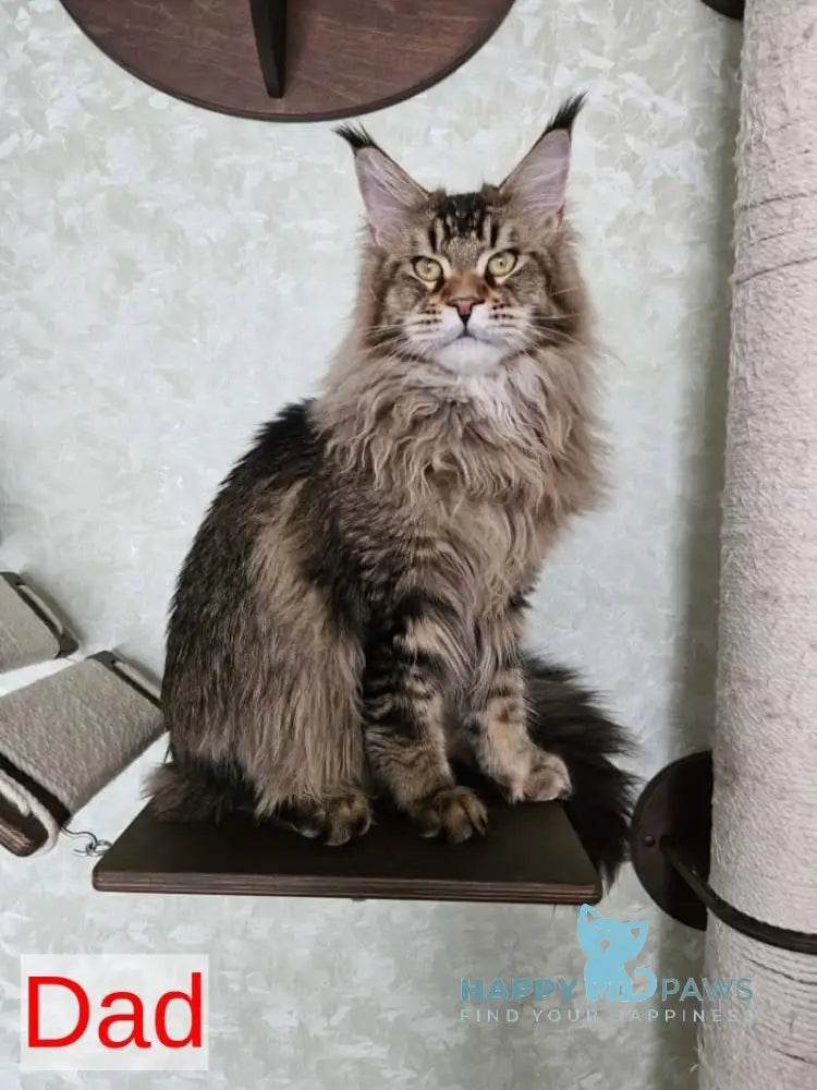 Mongolia Maine Coon female black tortie ticked tabby live animals