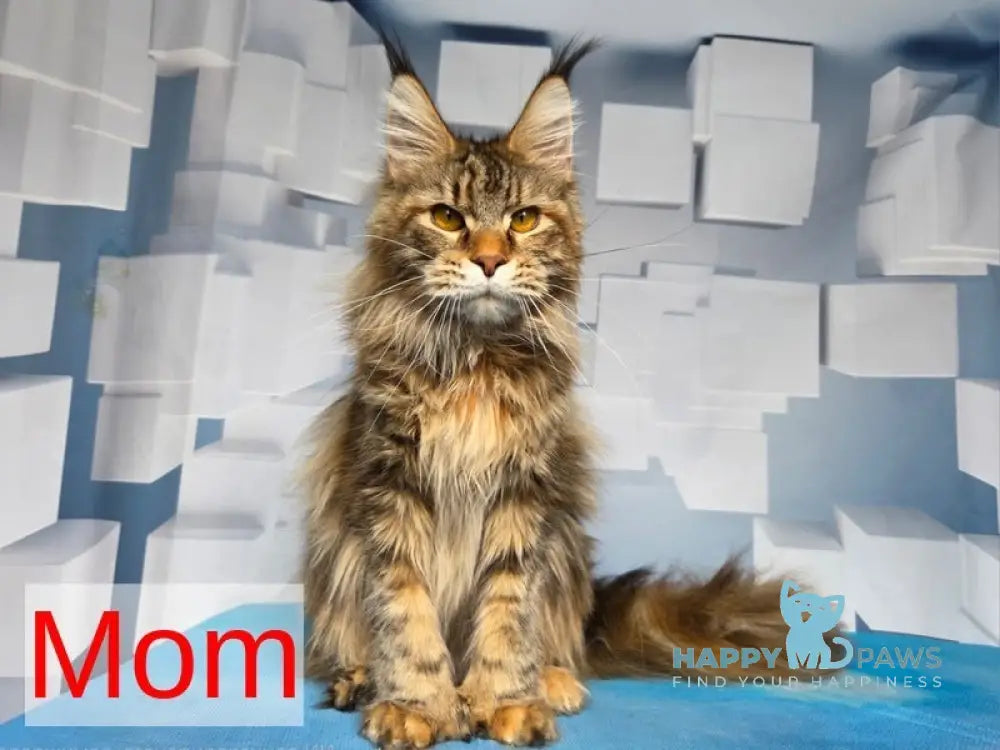 Mongolia Maine Coon female black tortie ticked tabby live animals