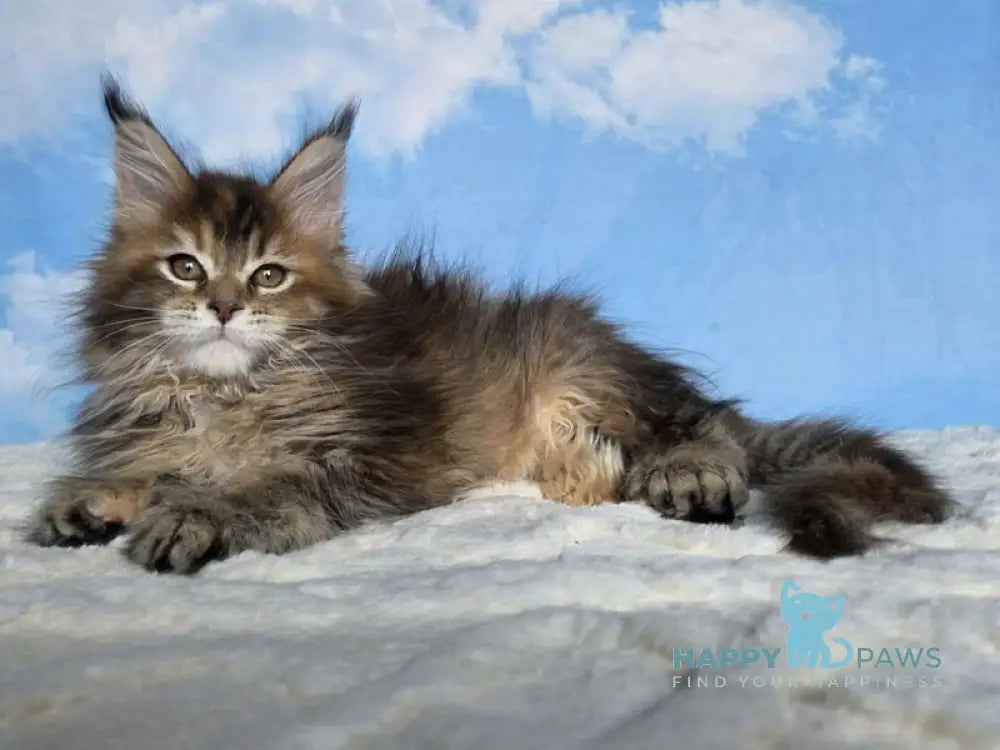 Mongolia Maine Coon female black tortie ticked tabby live animals