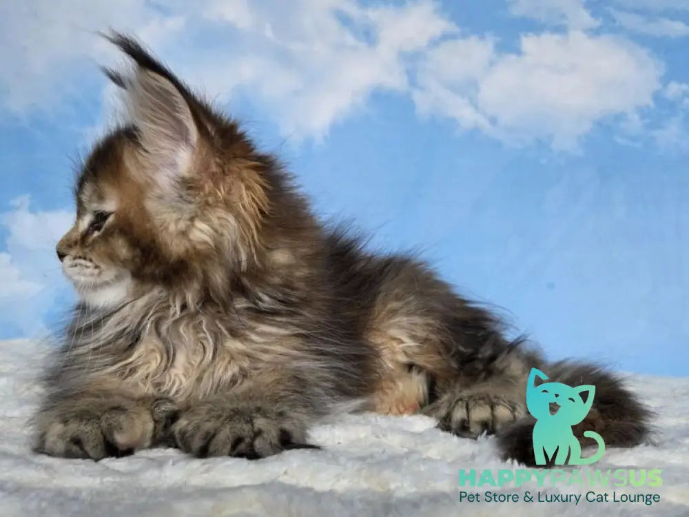 Mongolia Maine Coon female black tortie ticked tabby live animals