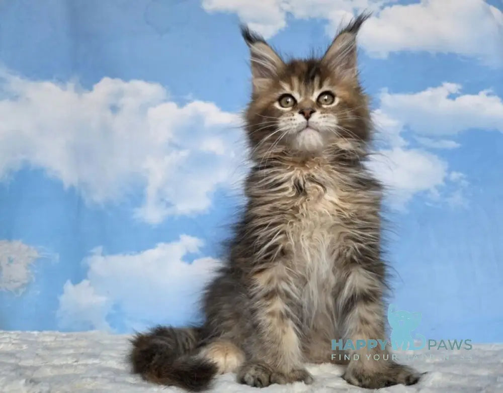 Mongolia Maine Coon female black tortie ticked tabby live animals