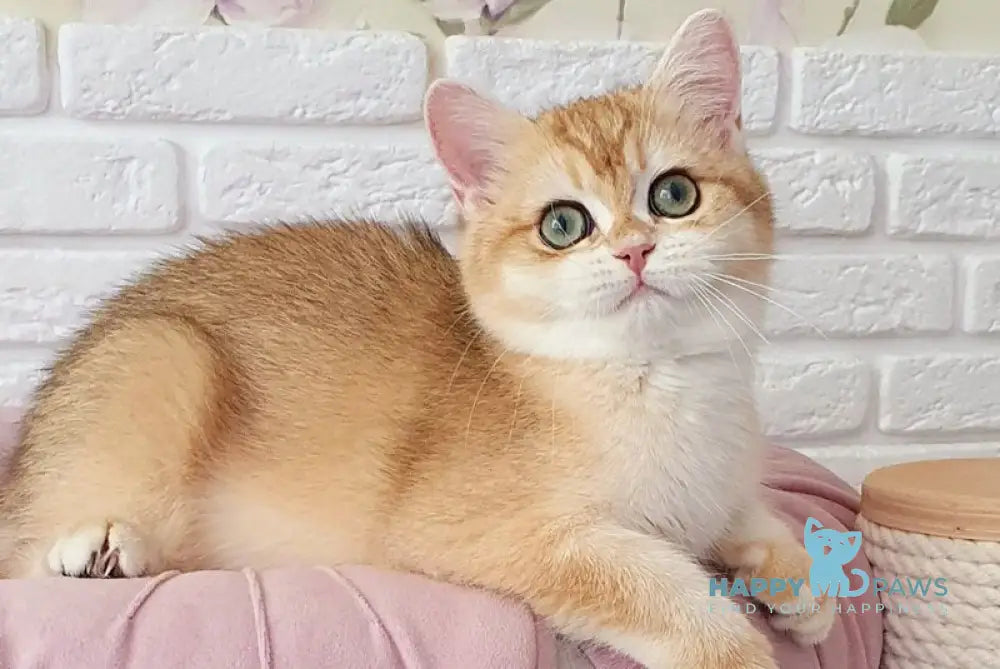 Monica British Shorthair female black golden chinchilla live animals