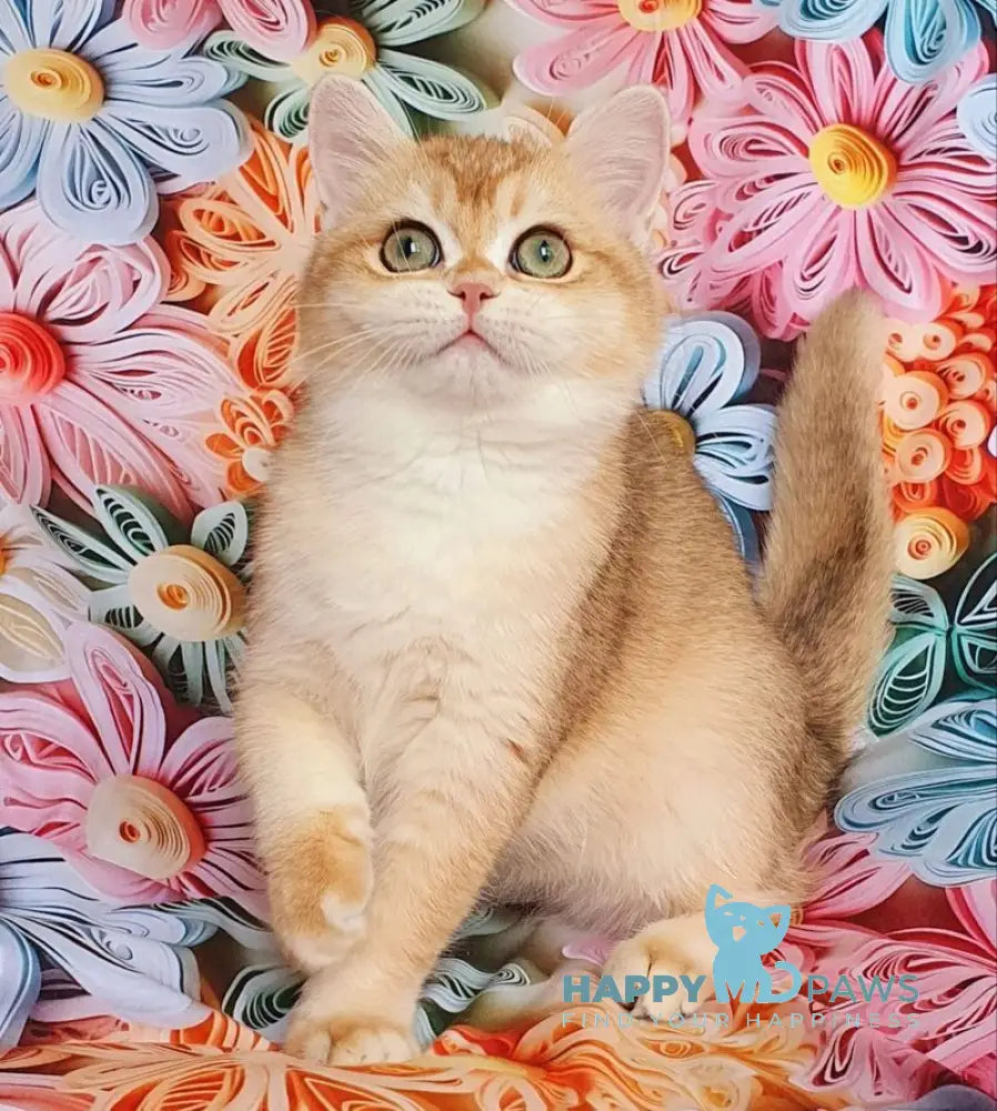 Monica British Shorthair female black golden chinchilla live animals