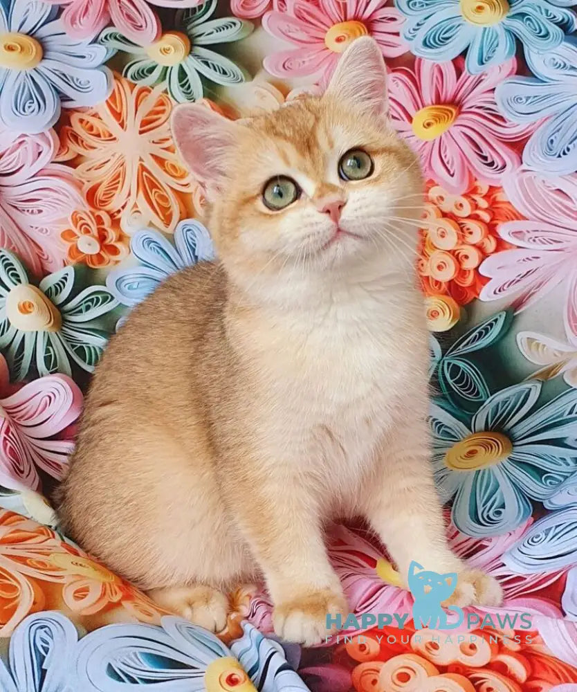 Monica British Shorthair female black golden chinchilla live animals