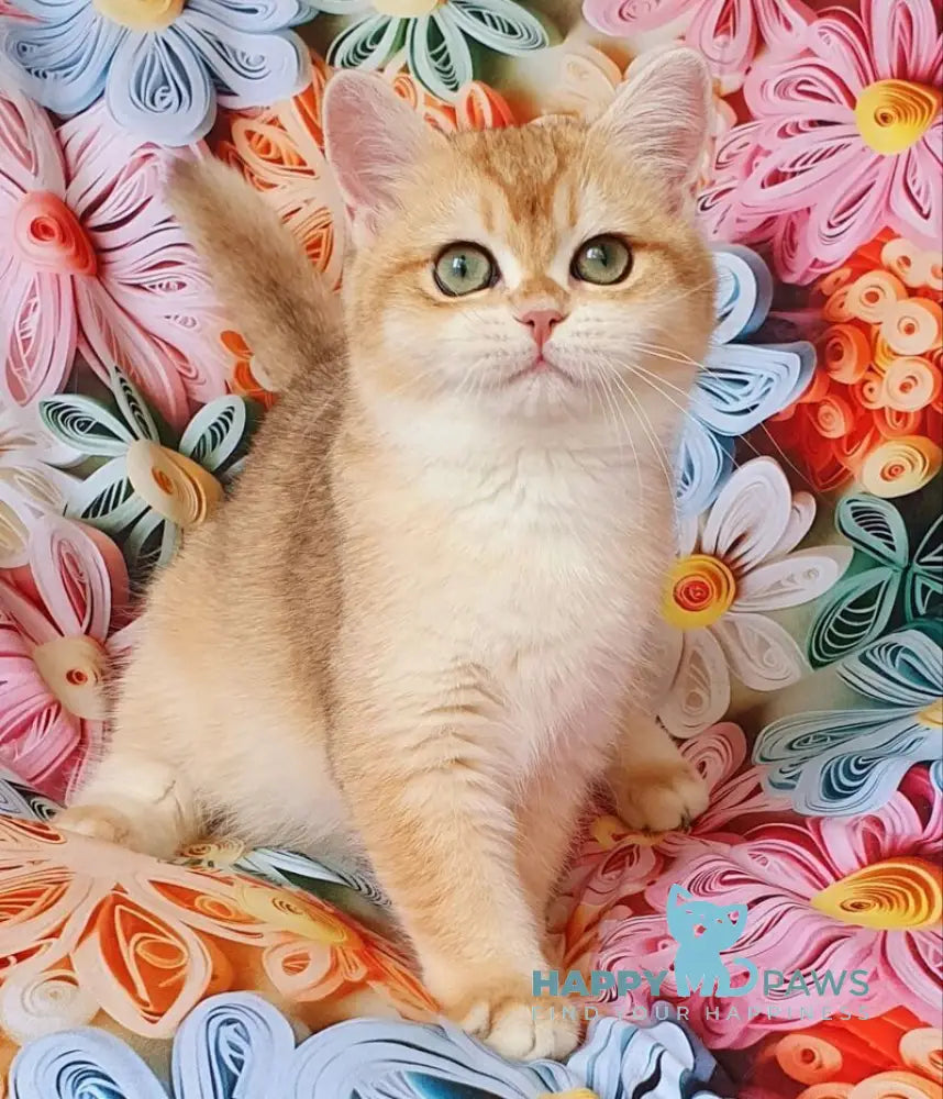 Monica British Shorthair female black golden chinchilla live animals