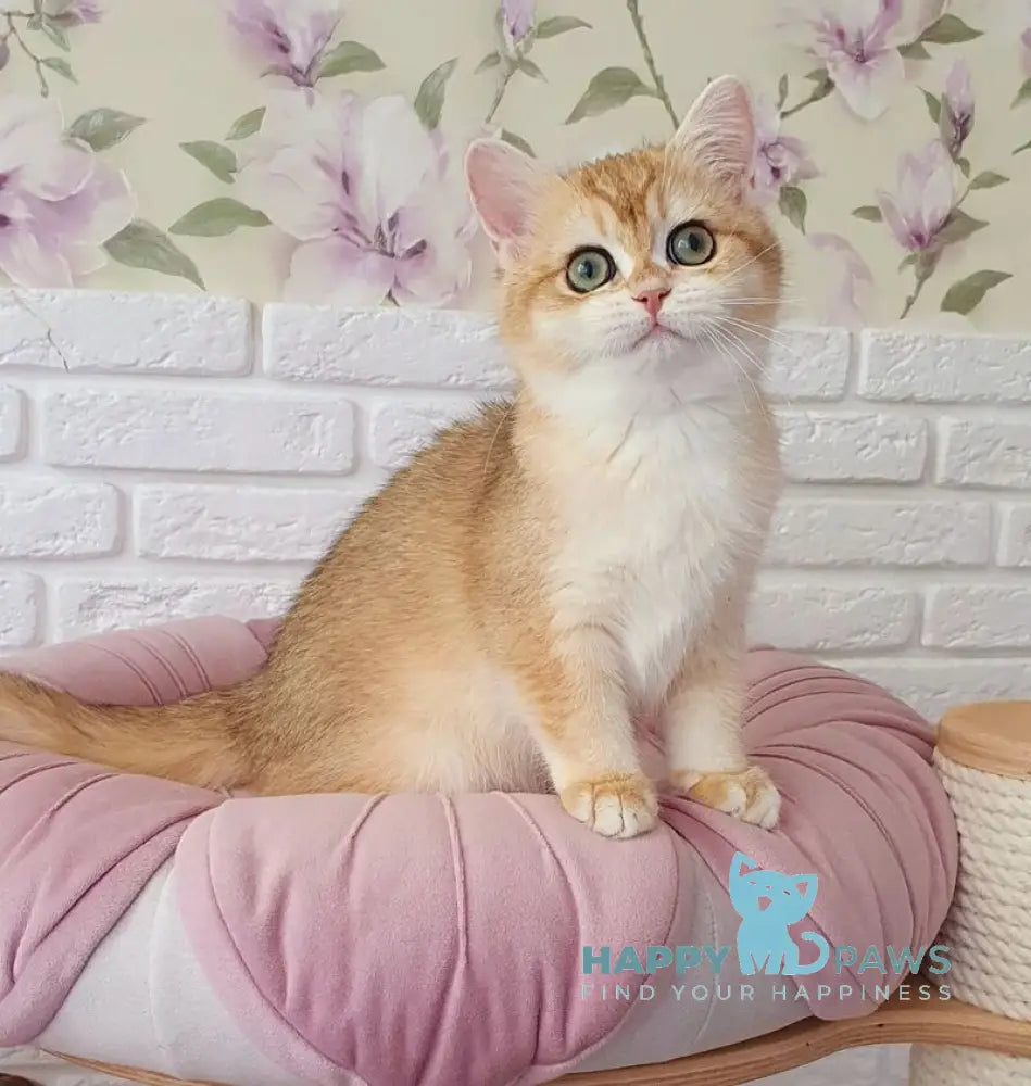 Monica British Shorthair female black golden chinchilla live animals