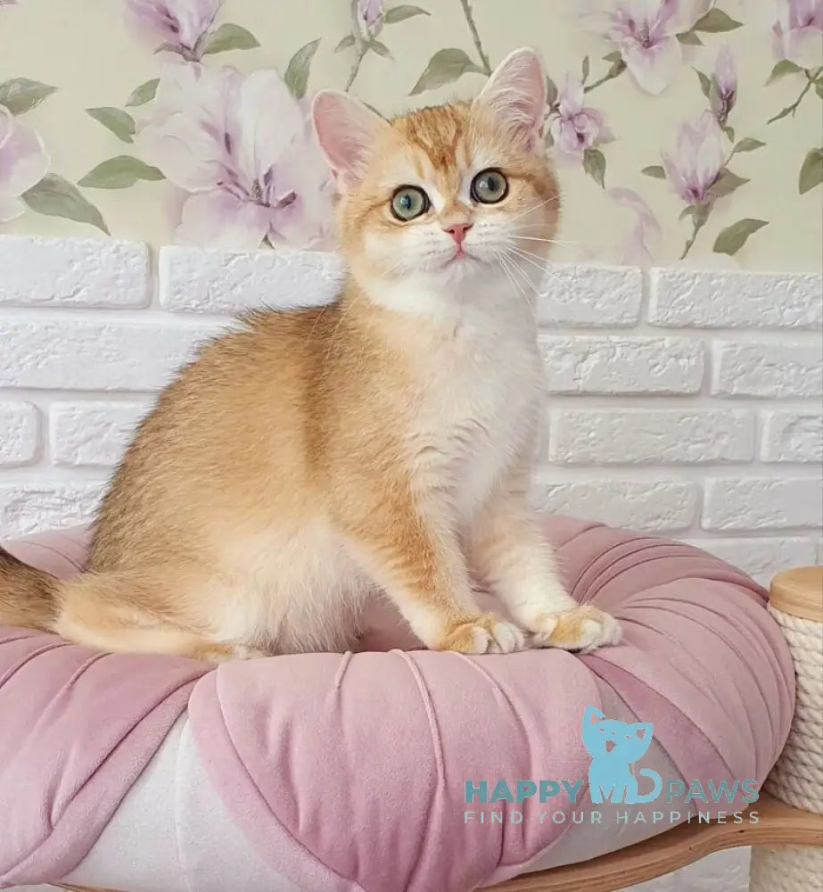 Monica British Shorthair female black golden chinchilla live animals