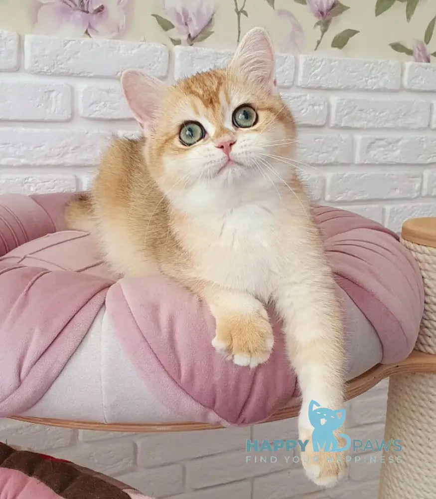 Monica British Shorthair female black golden chinchilla live animals