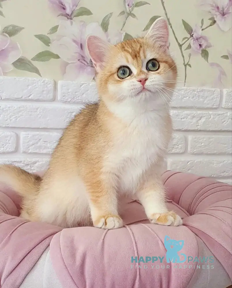 Monica British Shorthair female black golden chinchilla live animals