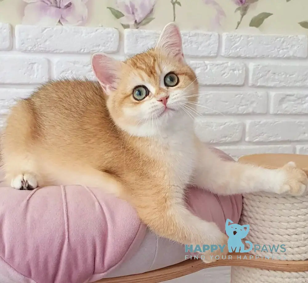 Monica British Shorthair female black golden chinchilla live animals