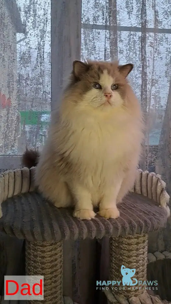 Monica Ragdoll female blue bicolour live animals