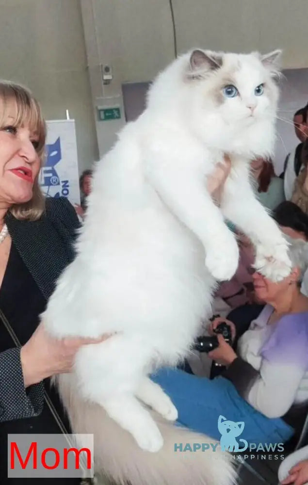 Monica Ragdoll female blue bicolour live animals