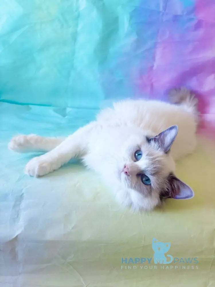 Monica Ragdoll female blue bicolour live animals