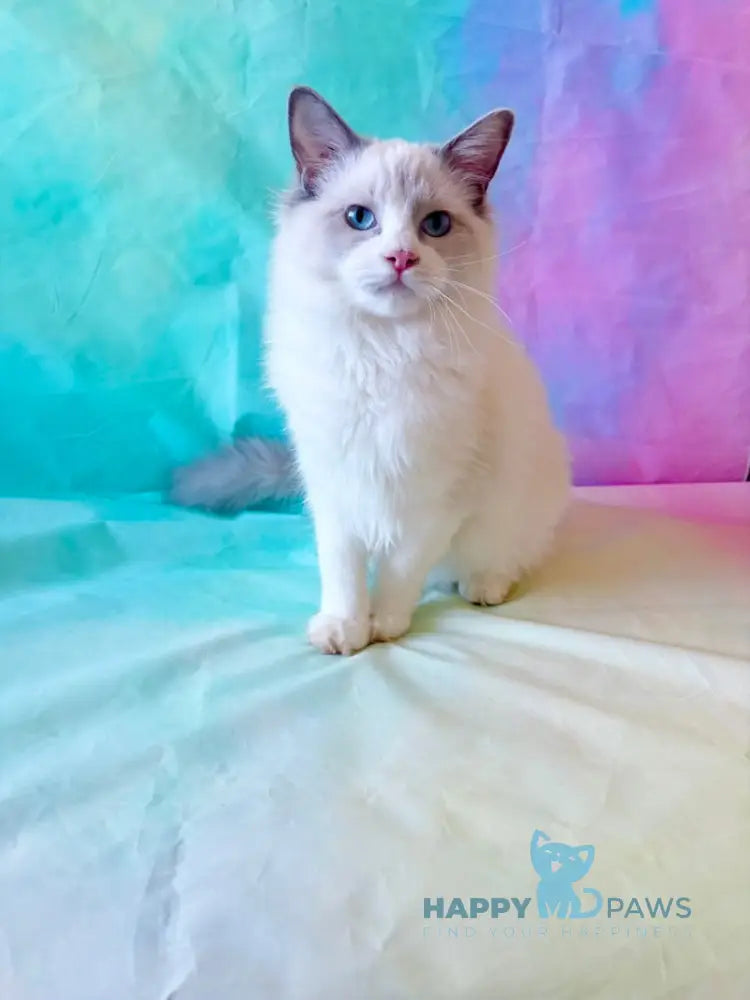 Monica Ragdoll female blue bicolour live animals