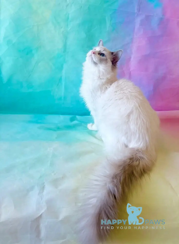 Monica Ragdoll female blue bicolour live animals