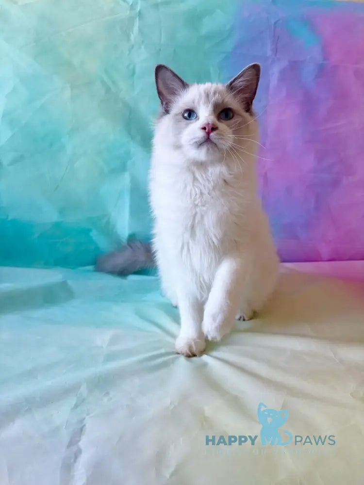 Monica Ragdoll female blue bicolour live animals