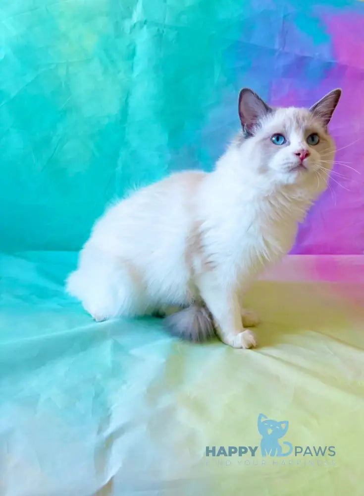 Monica Ragdoll female blue bicolour live animals
