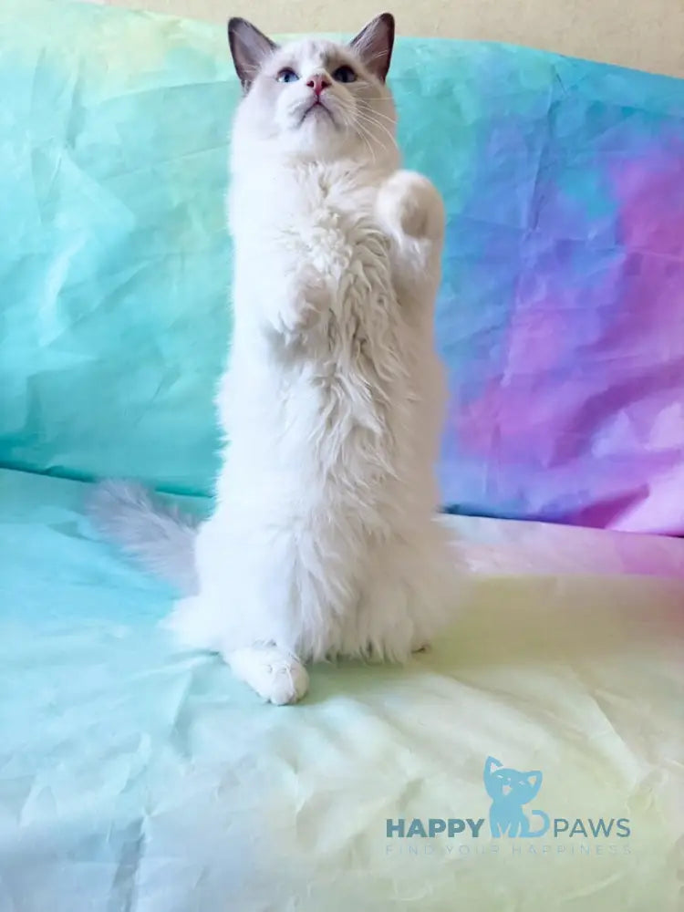 Monica Ragdoll female blue bicolour live animals