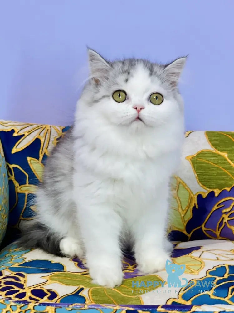 Monica Scottish Straight female black silver tabby bicolour live animals