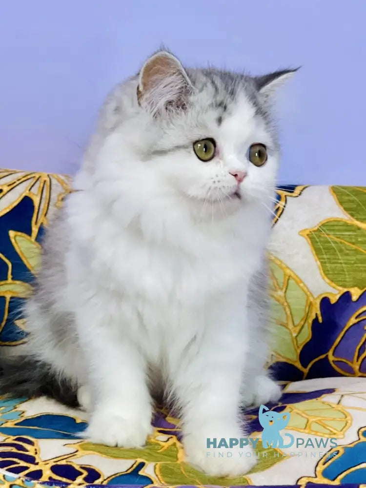 Monica Scottish Straight female black silver tabby bicolour live animals