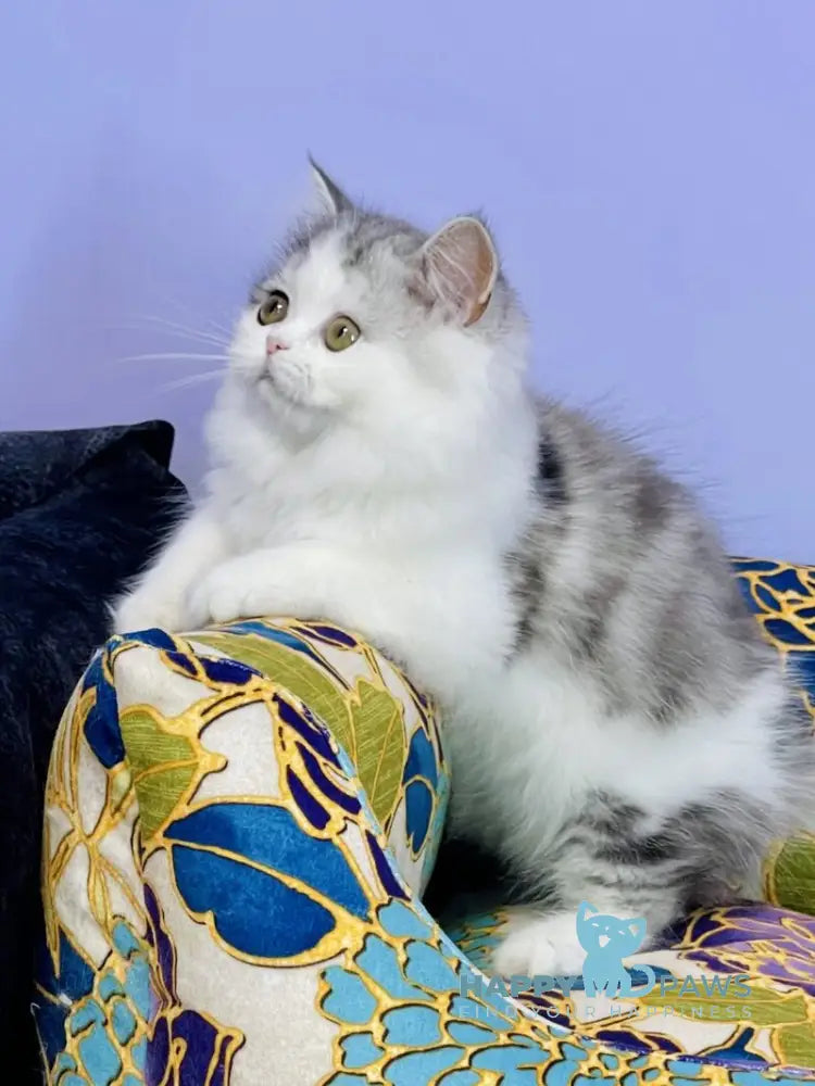 Monica Scottish Straight female black silver tabby bicolour live animals