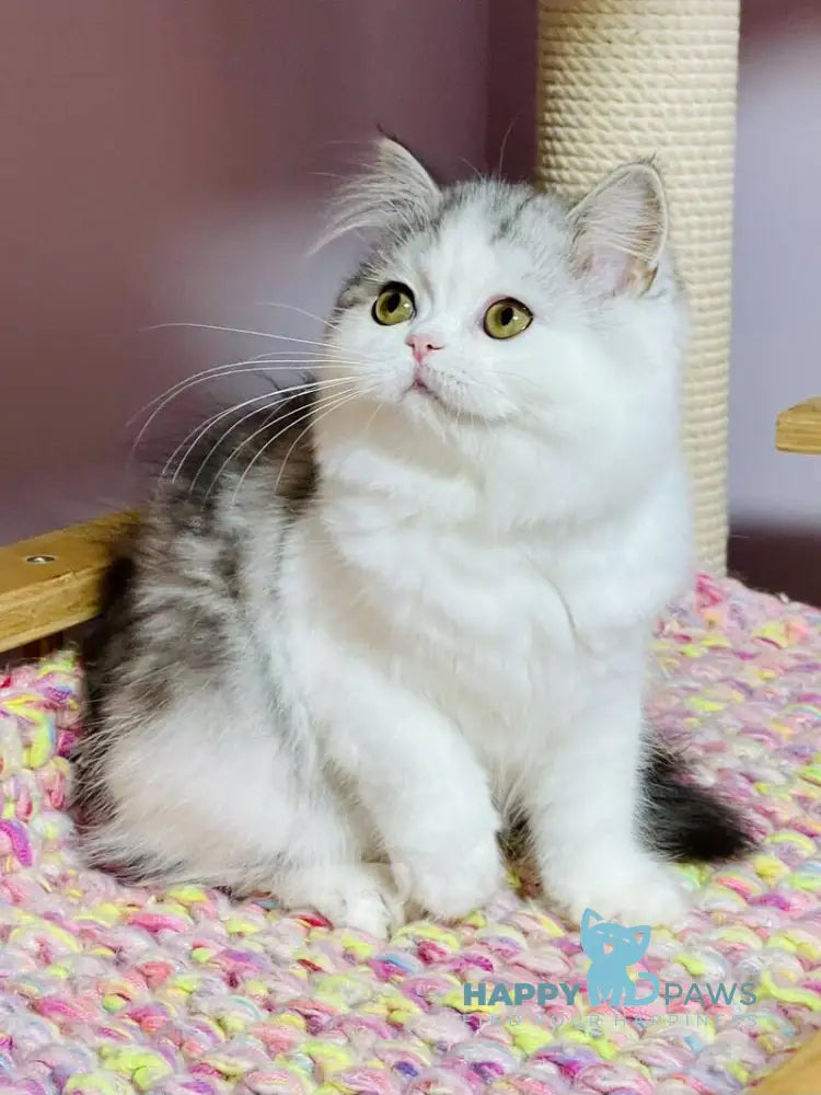 Monica Scottish Straight female black silver tabby bicolour live animals