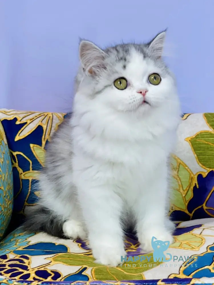 Monica Scottish Straight female black silver tabby bicolour live animals