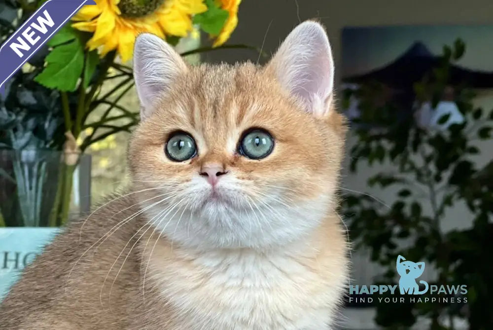 Monika British Shorthair female black golden shaded live animals