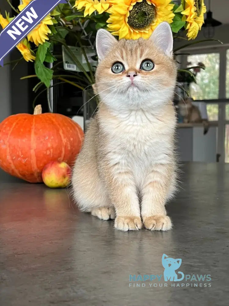 Monika British Shorthair female black golden shaded live animals