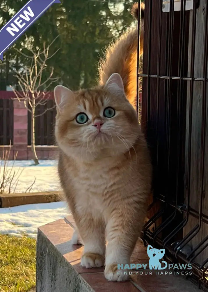 Monika British Shorthair female black golden shaded live animals