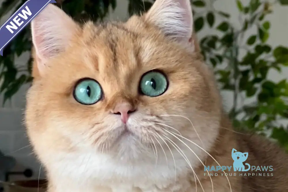 Monika British Shorthair female black golden shaded live animals