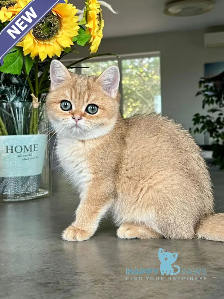 Monika British Shorthair female black golden shaded live animals