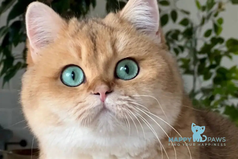 Monika British Shorthair female black golden shaded live animals